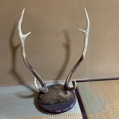 鹿の角　置き物の画像
