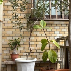 観葉植物　植木　オリーブの木　フィカスアルテシマの画像