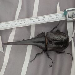 ヘラクレスオス単品の画像
