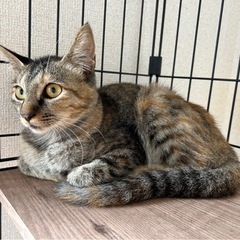 🐱健康で美しく凛々しい猫ちゃんです🐱