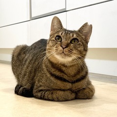 なでられるの大好き♩甘えんぼうさん.* - 猫