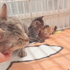 なでられるの大好き♩甘えんぼうさん.* - 尾張旭市