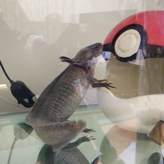 ウーパールーパー 1匹 ☆大切に育ててくださる方募集☆の画像