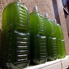 🟩青水濃厚メダカ飼育に！GREEN🩲WATER🩲【.2,000ml 】の画像