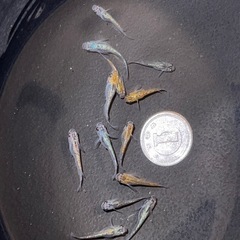 メダカ　サファイアめだか若魚約15ひき15匹の画像