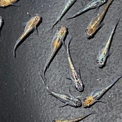 メダカ　サファイアめだか若魚約15ひき15匹の画像