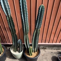 柱サボテン　鬼面角　キメンカク　の画像