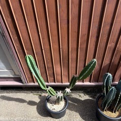 柱サボテン　鬼面角　キメンカク　の画像