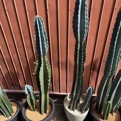 柱サボテン　鬼面角　キメンカク　の画像