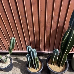 柱サボテン　鬼面角　キメンカク　の画像
