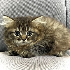 🉐総額7万円🉐可愛いスコティッシュの女の子✨