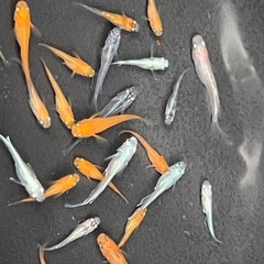 めだか　色々①約30匹くくらいの画像