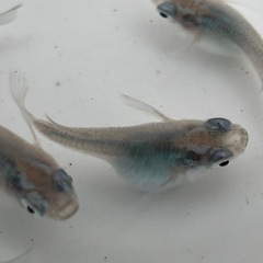 改良メダカ深海ダルマの画像