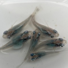 改良メダカ深海ダルマの画像