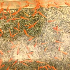 【３０匹で１０００円】メダカ 血統【楊貴妃】2025-８６ 好評《受付中》の画像