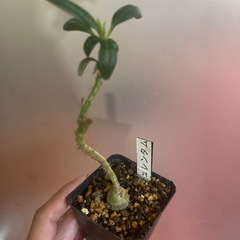 サキュレンタム　植物の画像