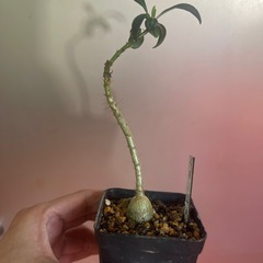 サキュレンタム　植物の画像