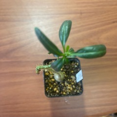 サキュレンタム　植物の画像