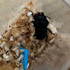 中国ホーペイオオクワガタペアの画像