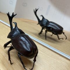 昆虫 国産 カブトムシ 死骸 標本に 大きさ：約8cmの画像