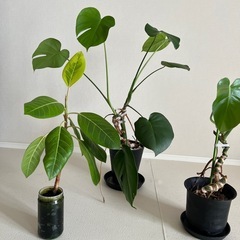 観葉植物3点セットの画像