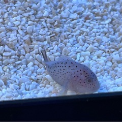 ダンコオコゼの画像