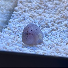 ダンコオコゼの画像