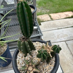 柱サボテンブランチ3本立て🌵🌵🌵の画像