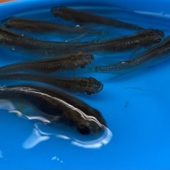 改良メダカ　オロチ　決まりました　の画像