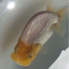 らんちゅう 優良系統 白系 極太体型の画像