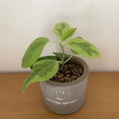 【観葉植物】フィカス　②の画像