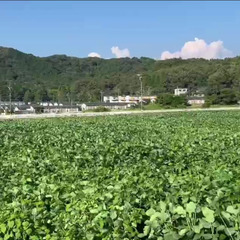 №E384【愛知県岡崎市桑谷町】農地(田)9筆あげます！