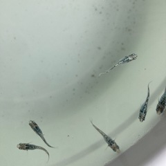 【2匹】ペア　レックウザ　メダカの画像