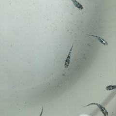 【2匹】ペア　レックウザ　メダカの画像