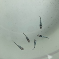 【2匹】ペア　レックウザ　メダカの画像