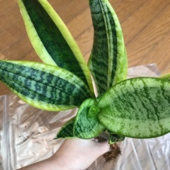 観葉植物/サンセベリア・ローテンティ　抜き苗の画像