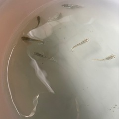 メダカ フロマージュセット【決まりました】の画像