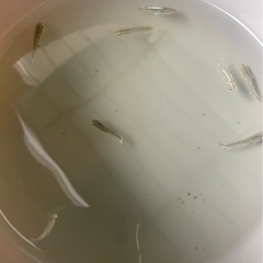 メダカ フロマージュセット【決まりました】の画像