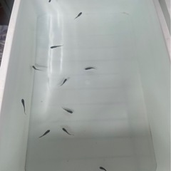 メダカ和墨セット①【決まりました】の画像