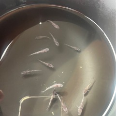 メダカ和墨セット①【決まりました】の画像