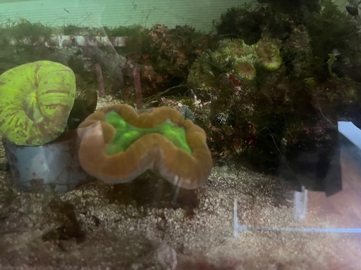 ハードコーラル、ソフトコーラル