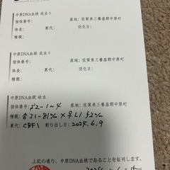 国産オオクワガタ　中原DNA血統　Sライン　1ペアの画像