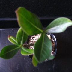 観葉植物　塊根植物　アデニウム　オベスム　実生_ 2の画像