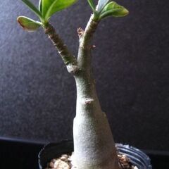 観葉植物　塊根植物　アデニウム　オベスム　実生_ 2の画像