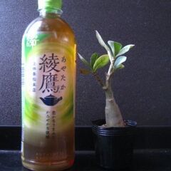 観葉植物　塊根植物　アデニウム　オベスム　実生_ 2の画像