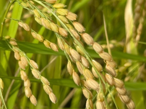 ?新米あきろまん?減農薬20kg 15袋用意
