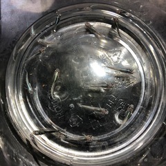 🔷♦︎清流きりゅうメダカ②♦︎🔷幼魚若魚　10匹の画像