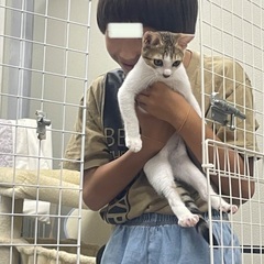 初心者向け　キジ白メスと白茶オス