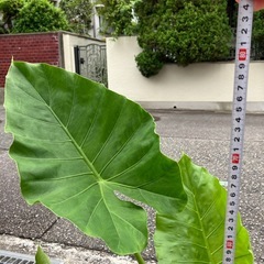観葉植物クワズイモの画像