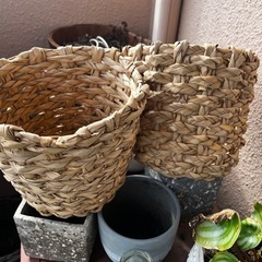 差し上げます！ガーデニング観葉植物用の画像